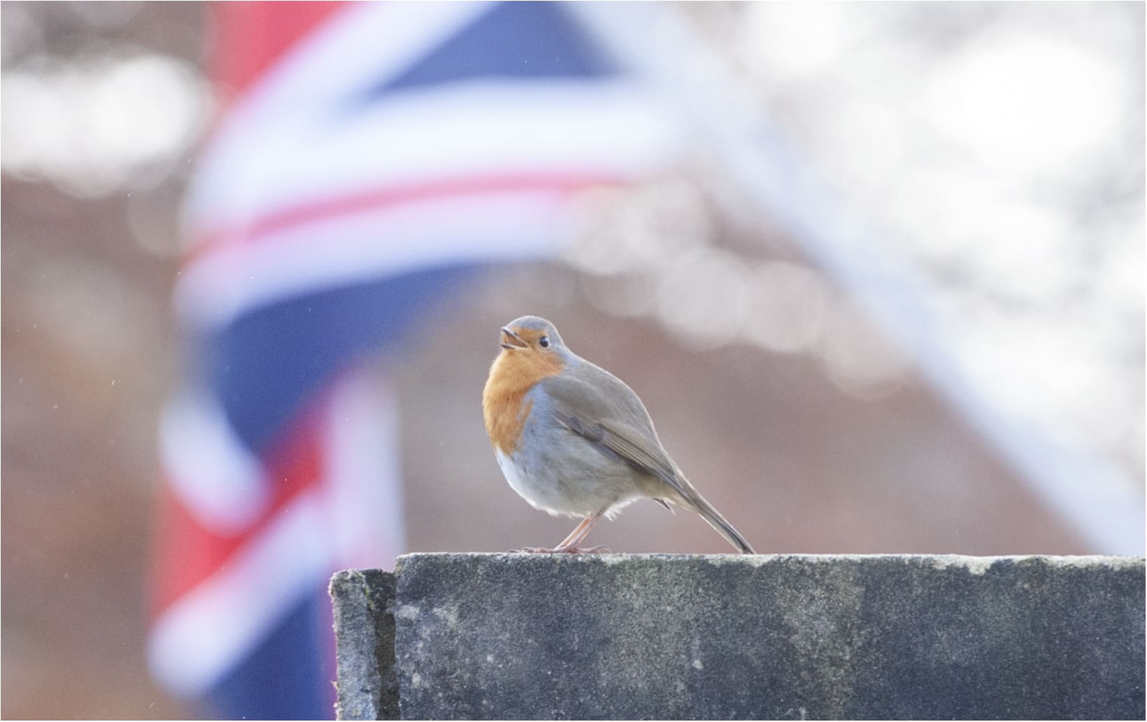 bird with flag in background