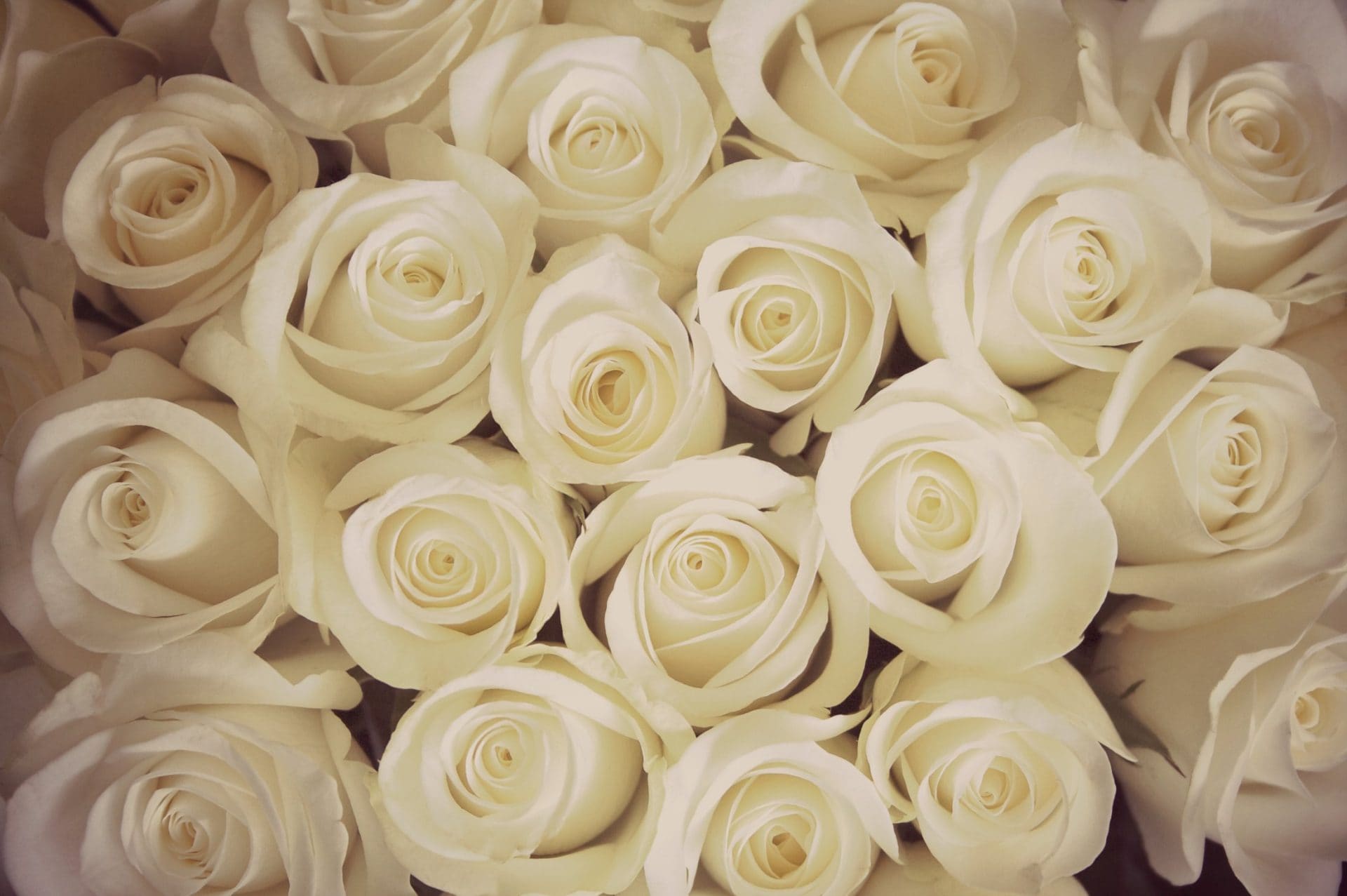 white roses