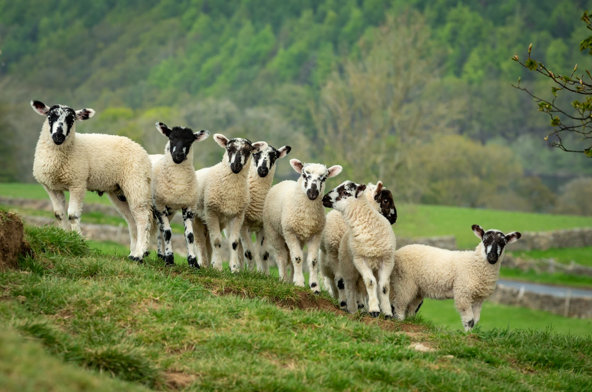 Swaledale mule lambs in Springtime.  A fine flock of eight healthy, well grown lambs, facing forward on a steep hillside beneath a budding Sycamore tree in Nidderdale, North Yorkshire, UK