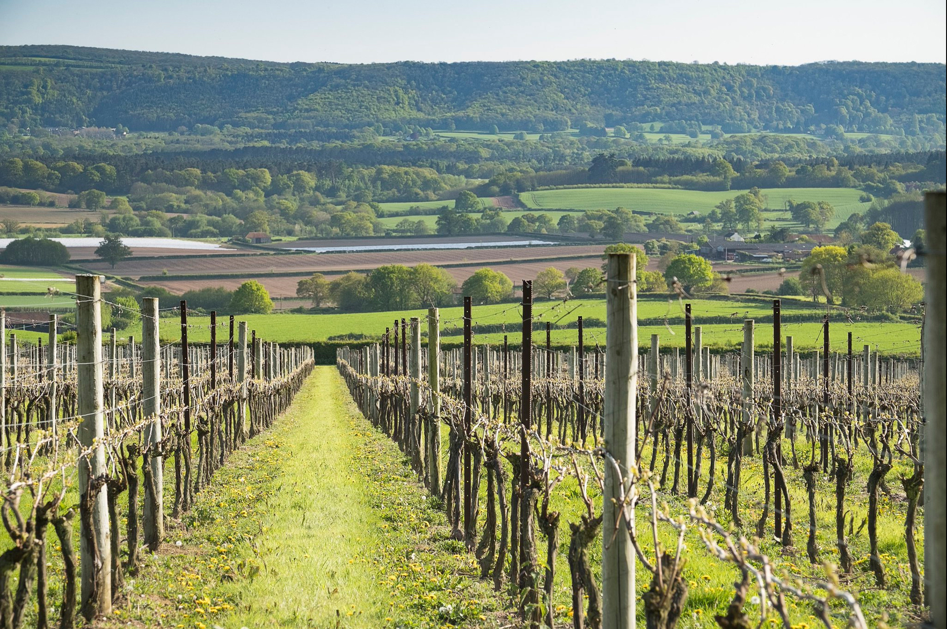 Nyetimber vineyards in Upper Tillington in the spring