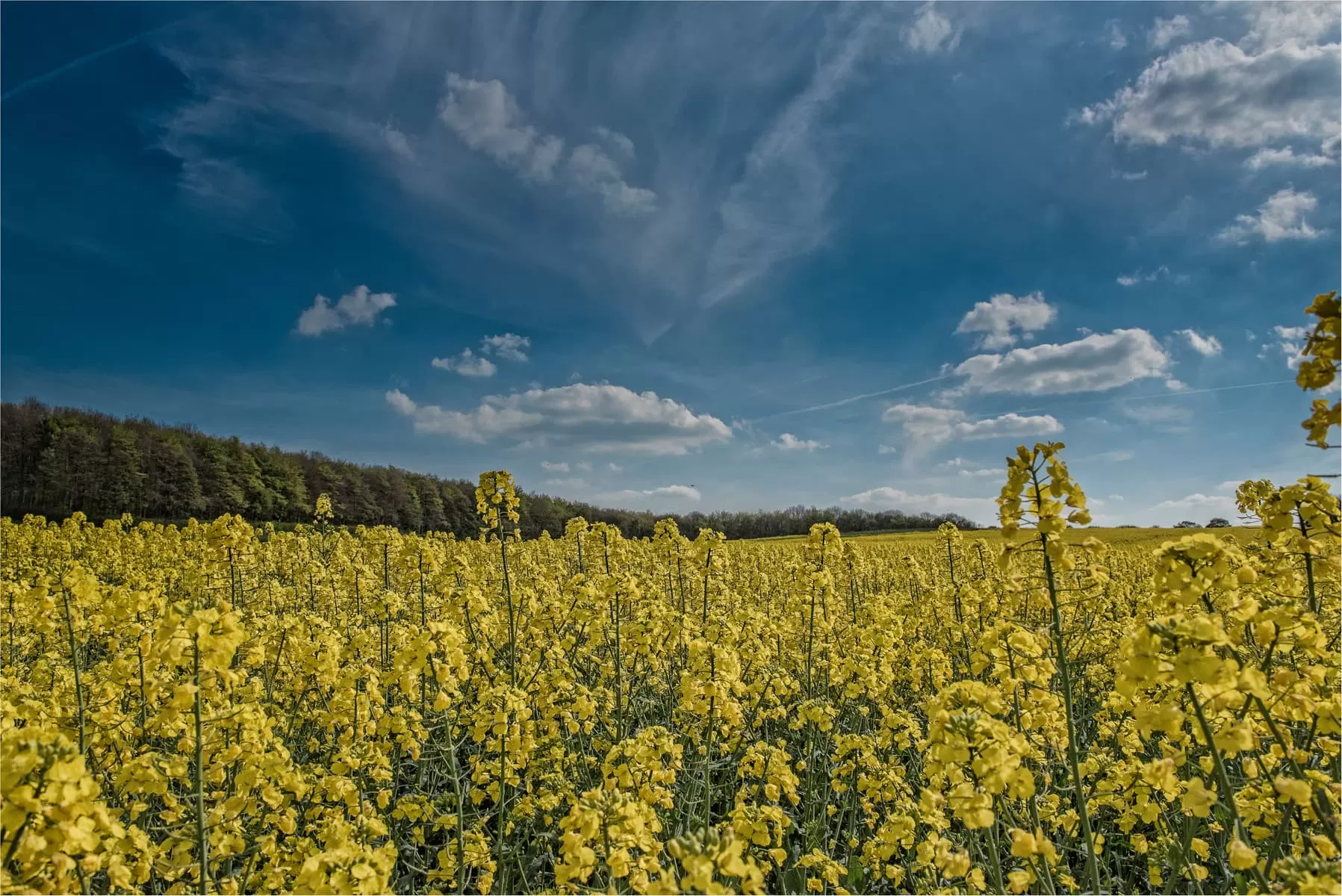 field with yellow flowers