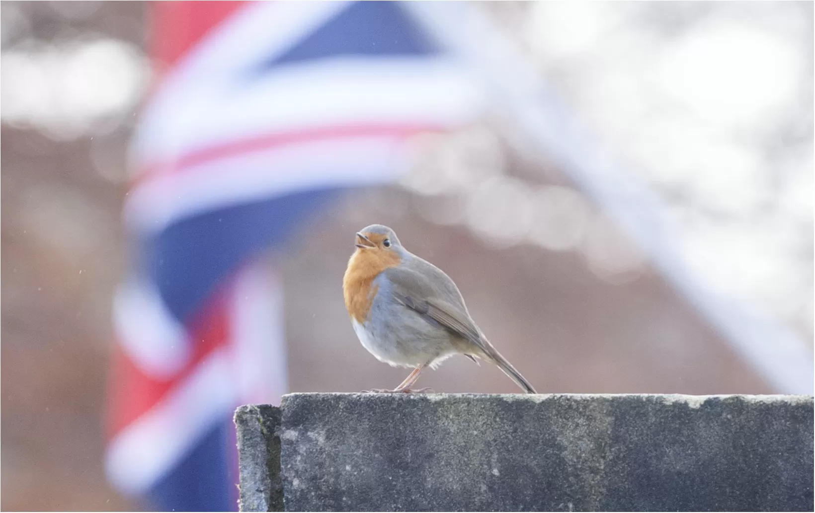 bird with flag in background