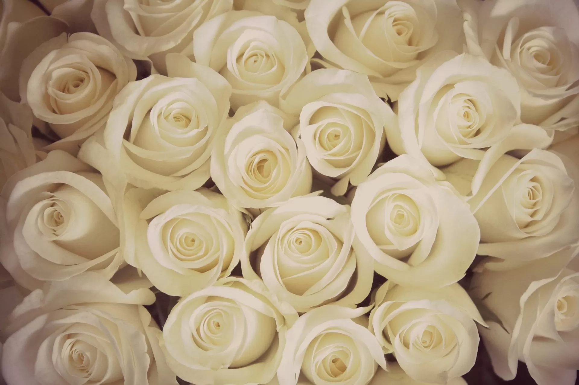white roses